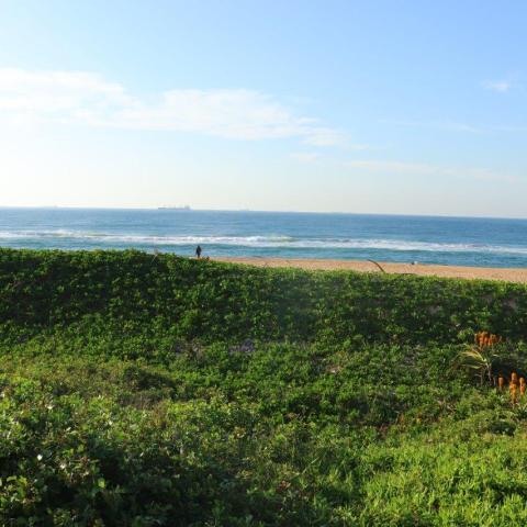 Green foliage with orange flowers, sandy beach, ocean waves, and distant ship under blue sky.